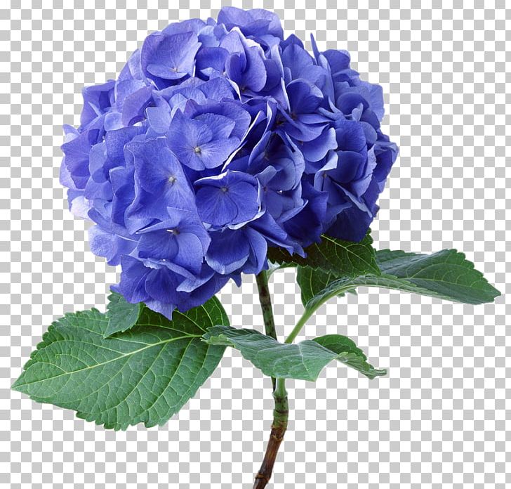 French Hydrangea Flower Seed Color Plant PNG, Clipart, Blue, Blue Rose, Color, Cornales, Cut Flowers Free PNG Download