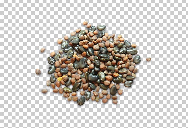 Hybrid Seed Seedling Sowing Maize PNG, Clipart, Agriculture, Bean, Commodity, Cover Crop, Farm Free PNG Download