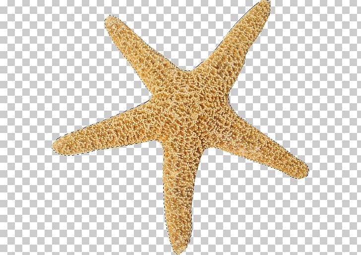 Starfish Marine Invertebrates Echinoderm Sea PNG, Clipart, Animal, Animals, Coral, Echinoderm, Invertebrate Free PNG Download