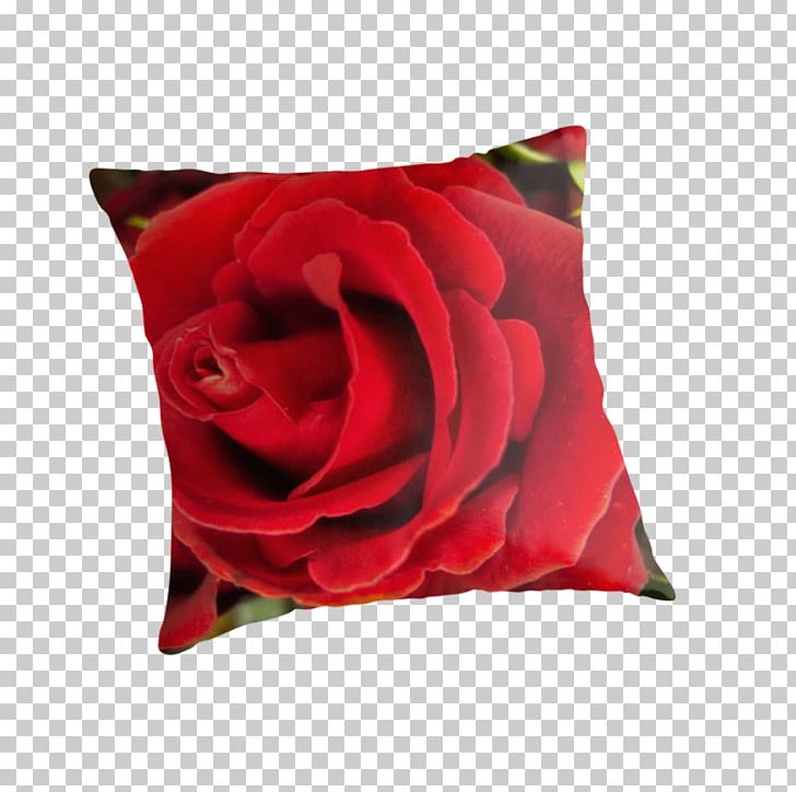 Garden Roses Throw Pillows Cushion Velvet PNG, Clipart, Canvas, Canvas Print, Carpet, Cushion, Cut Flowers Free PNG Download