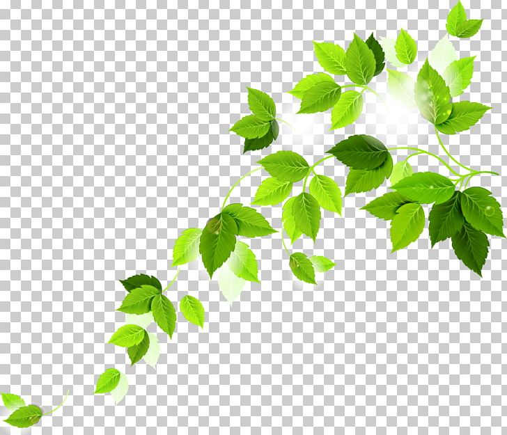 Leaf PNG, Clipart, Art, Branch, Download, Grape, Grass Free PNG Download