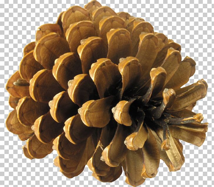 Pine Spruce Conifer Cone Fir PNG, Clipart, Cedar, Cone, Coulter Pine, Digital Image, Element Free PNG Download