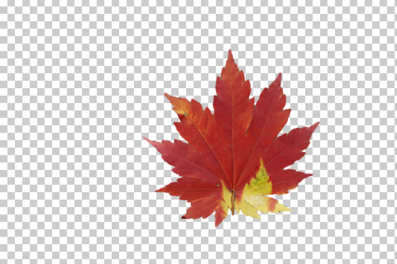 Leaf Maple Leaf / M Maple Science Plants PNG, Clipart, Biology, Leaf, Maple, Maple Leaf M, Plants Free PNG Download