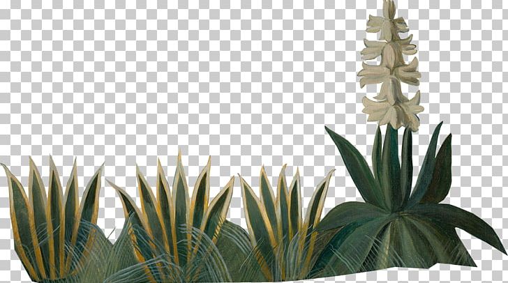 Agave Azul Flowerpot Author Houseplant Copyright PNG, Clipart, Agave, Agave Azul, Author, Copyright, Curriculum Free PNG Download