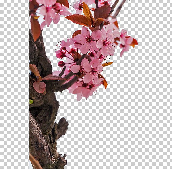 Almond Blossoms Flower Stock.xchng PNG, Clipart, Almond, Amygdaloideae, Autumn Tree, Blossom, Branch Free PNG Download