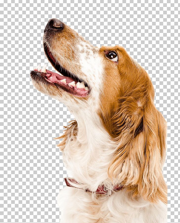 Cat English Cocker Spaniel Puppy Kitten Pet PNG, Clipart, Animals, Animal Welfare, Cat, Cat Food, Cattery Free PNG Download