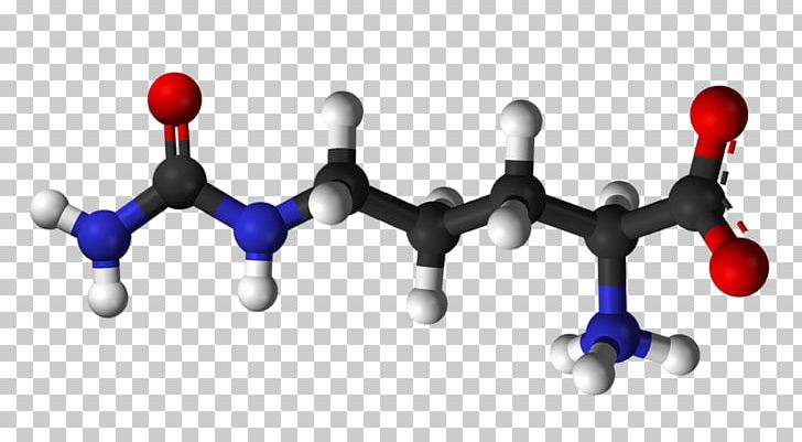 Citrulline Amino Acid Arginine Metabolic Waste PNG, Clipart, 3phosphoglyceric Acid, Acid, Amino Acid, Arginine, Body Jewelry Free PNG Download
