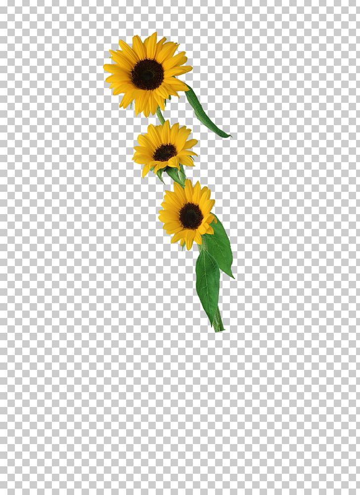 Common Sunflower Petal PNG, Clipart, Cut Flowers, Daisy, Daisy Family, Encapsulated Postscript, Flower Free PNG Download