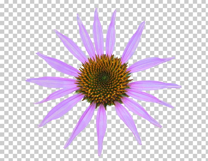 Coneflower Daisy Family PNG, Clipart, Aster, Clip Art, Common Daisy, Coneflower, Daisy Family Free PNG Download