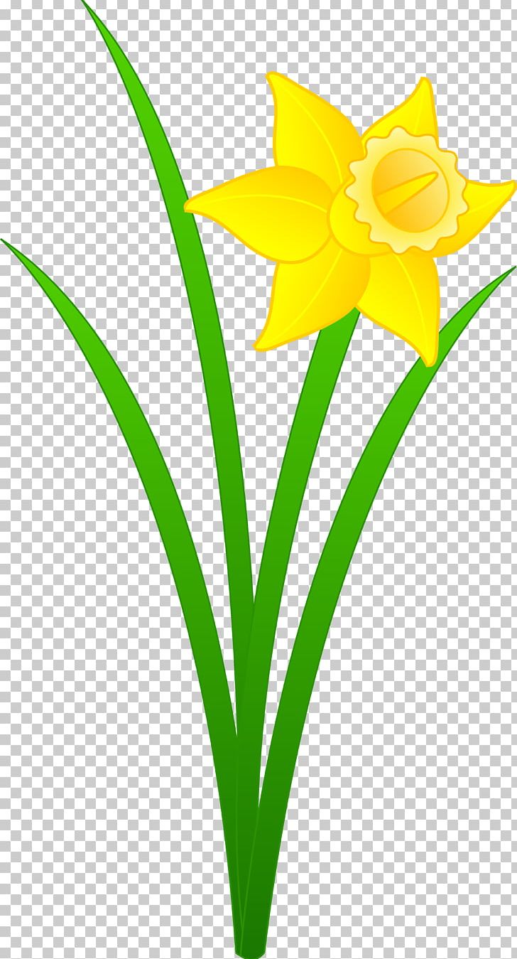Daffodil Free Content PNG, Clipart, Amaryllis Family, Blog, Cartoon, Cut Flowers, Daffodil Free PNG Download