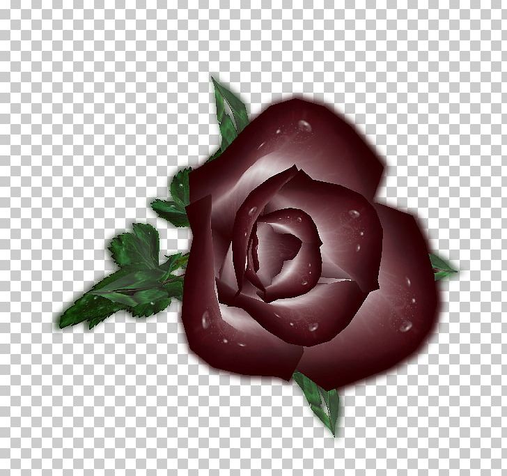 Garden Roses Cabbage Rose Petal PNG, Clipart, Cabbage Rose, Flower, Flowering Plant, Garden, Garden Roses Free PNG Download