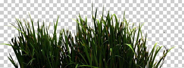 Icon PNG, Clipart, Artificial Grass, Cartoon Grass, Chrysopogon Zizanioides, Commodity, Computer Graphics Free PNG Download