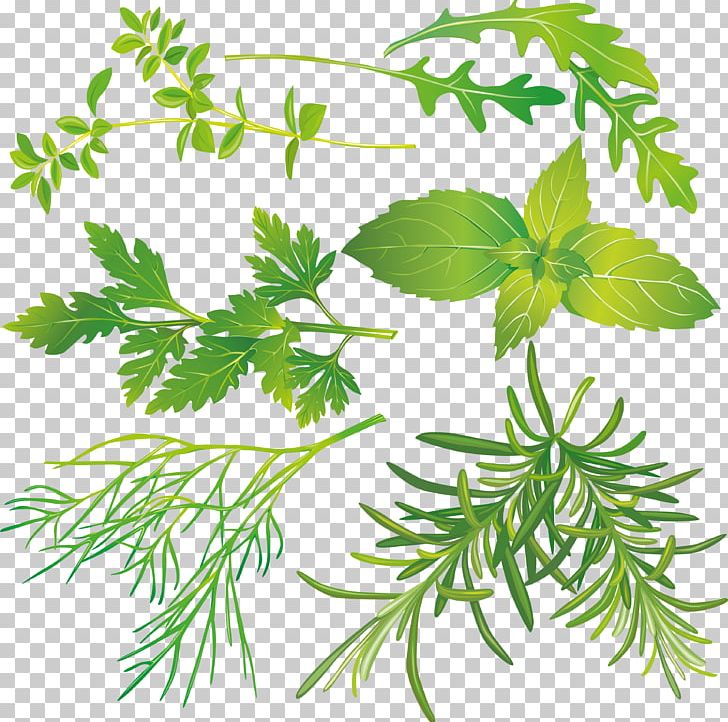 Tea Peppermint Herb Basil PNG, Clipart, Basil, Branch, Chamomile, Clip Art, Common Sage Free PNG Download