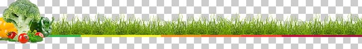 Wheatgrass Close-up Leaf Plant Stem Line PNG, Clipart, Closeup, Close Up, Grass, Grass Family, Green Free PNG Download