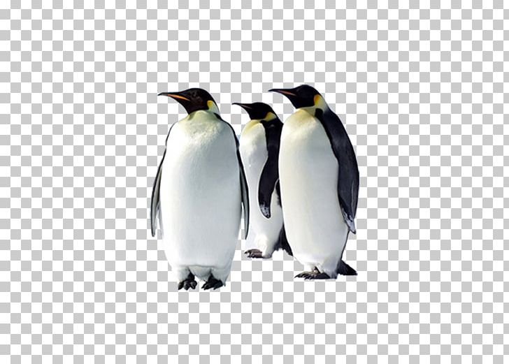 Emperor Penguin Bird Desktop Arctic PNG, Clipart, Adelie Penguin, Animals, Antarctica, Arctic, Beak Free PNG Download