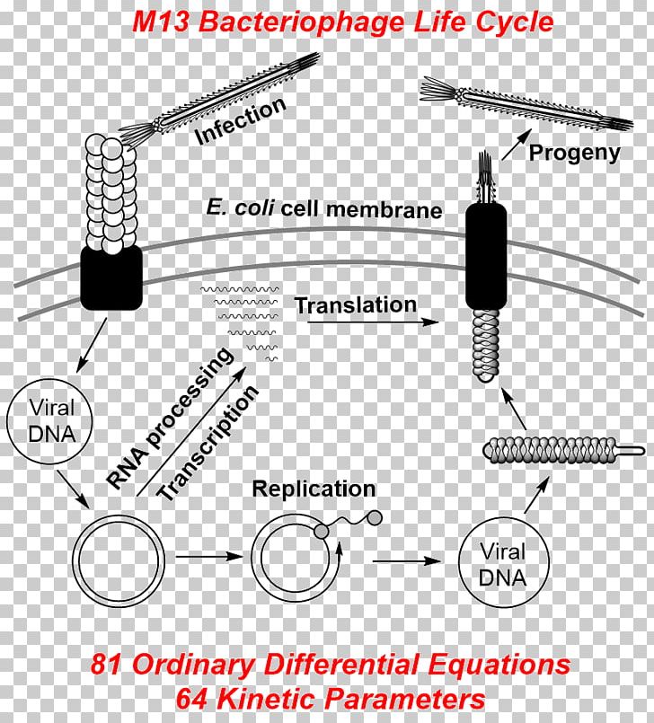 M13 Bacteriophage Filamentous Bacteriophage DNA Replication PNG, Clipart, Angle, Area, Auto Part, Bacteriophage, Biology Free PNG Download