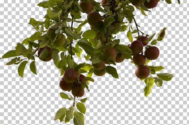 Tree PNG, Clipart, Apple, Branch, Clip Art, Download, Food Free PNG Download