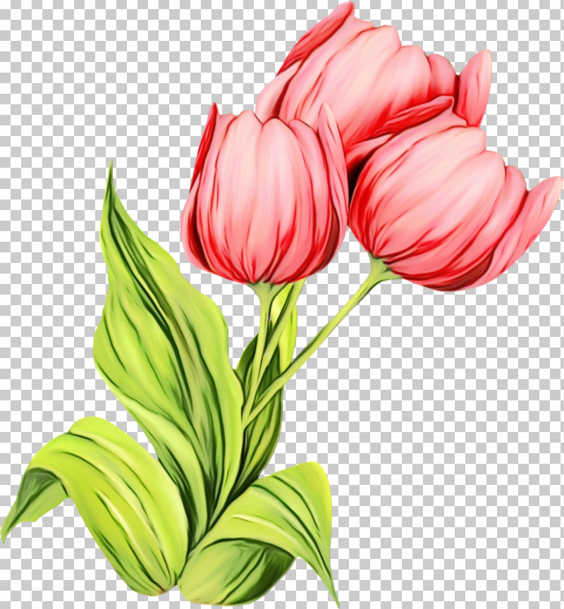 Flower Tulip Plant Petal Pink PNG, Clipart, Anthurium, Bud, Cut Flowers, Flower, Lily Family Free PNG Download