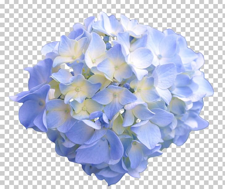Ipomoea Nil Lilium Columbianum Flower Hydrangea Blue PNG, Clipart, 1800flowers, Blue, Common Daisy, Cornales, Cut Flowers Free PNG Download