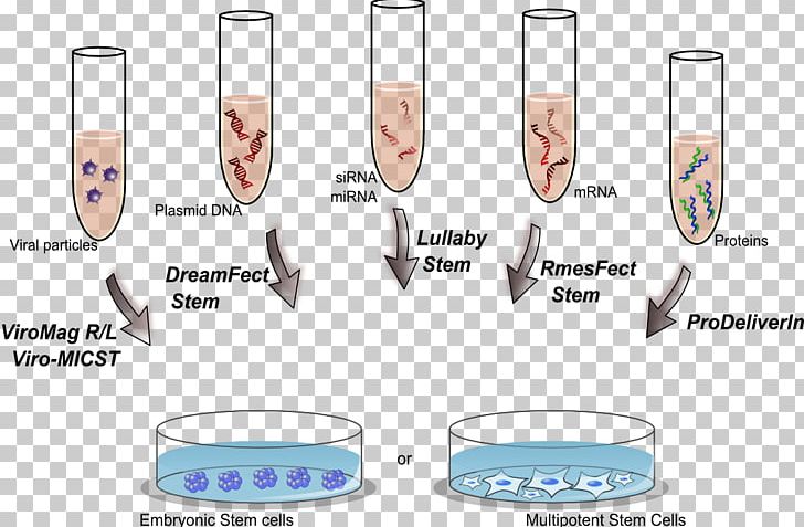Transfection Stem Cell Lipofectamine Cell Therapy PNG, Clipart, Area, Assay, Cell, Cell Culture, Cell Therapy Free PNG Download