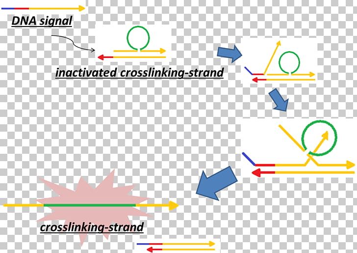 Crosslinking Of DNA Cross-link Cisplatin DNA-binding Protein PNG, Clipart, Angle, Area, Brand, Cisplatin, Collagen Free PNG Download
