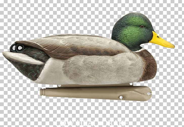 Mallard Duck Decoy Hunting PNG, Clipart, American Black Duck, Animals, Avian, Beak, Bird Free PNG Download