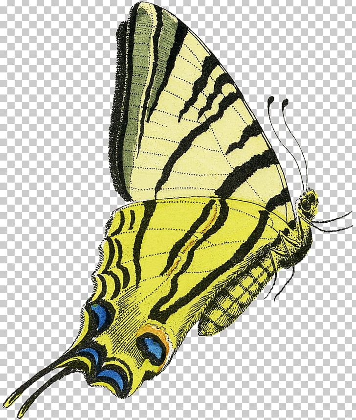 Monarch Butterfly Pieridae Brush-footed Butterflies Insect PNG, Clipart, Arthropod, Brush Footed Butterfly, Butterflies And Moths, Butterfly, Fauna Free PNG Download