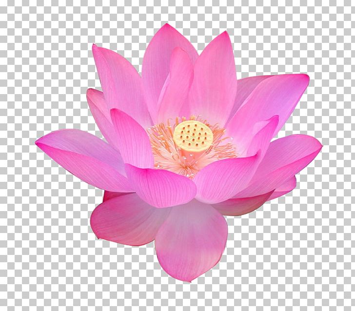 Nelumbo Nucifera Volga Delta Egyptian Lotus Flower Falun Gong PNG, Clipart, Aquatic Plant, Buddhism, Chinese, Chinese Painting, Creative Free PNG Download