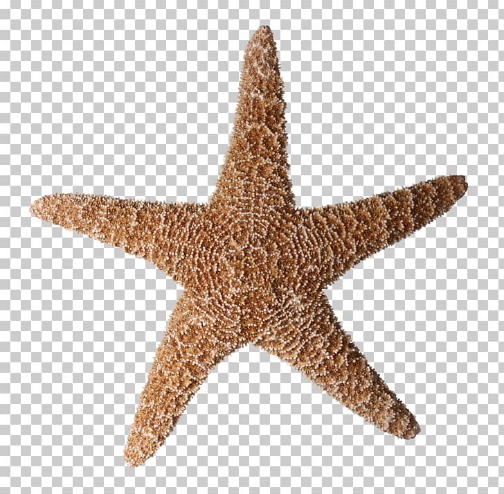 Starfish Tiny Ship Photography PNG, Clipart, Animals, Brittle Star, Clip Art, Echinoderm, Fotosearch Free PNG Download