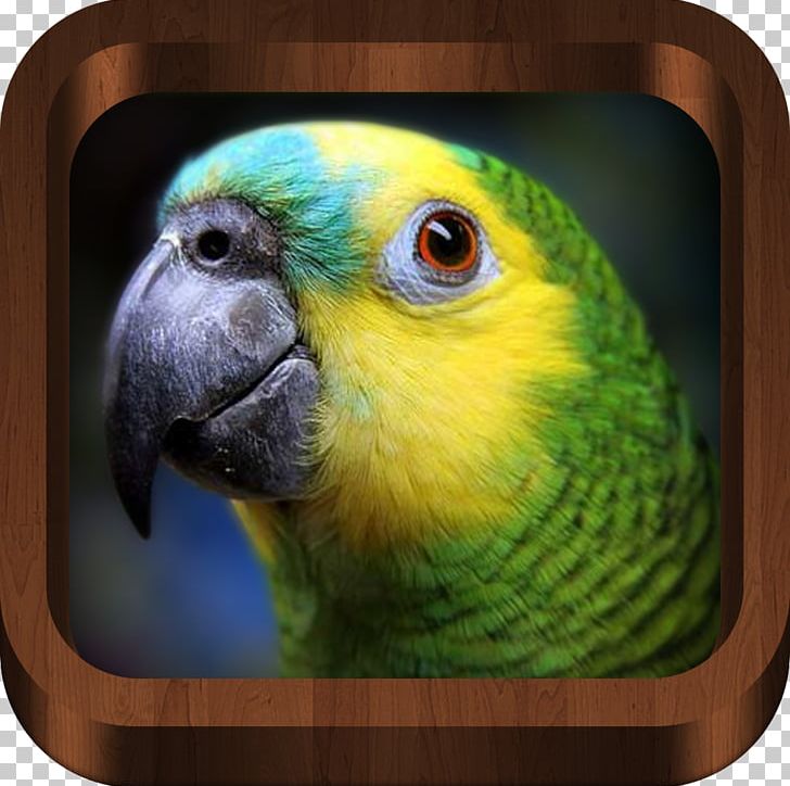 Turquoise-fronted Amazon Parrot White-fronted Amazon Yellow-naped Amazon Yellow-crowned Amazon PNG, Clipart, Amazon Parrot, Animals, Beak, Bird, Birdcage Free PNG Download
