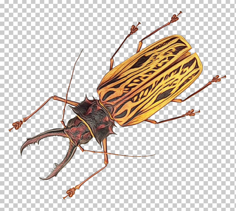 Cockroach Insects Brown-banded Cockroach Pest Stx Eu.tm Energy Nr Dl PNG, Clipart,  Free PNG Download