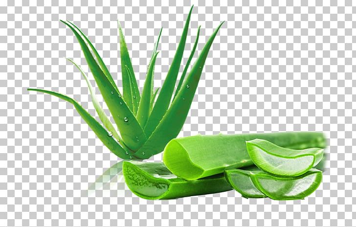 Aloe Vera Aloin Leaf Gel PNG, Clipart, Aloe, Aloe Emodin, Aloe Vera, Aloin, Aquarium Decor Free PNG Download