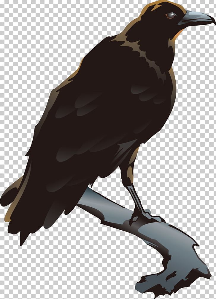 American Crow Bird PNG, Clipart, Animals, Beak, Black, Black Crow, Boszorkxe1ny Free PNG Download