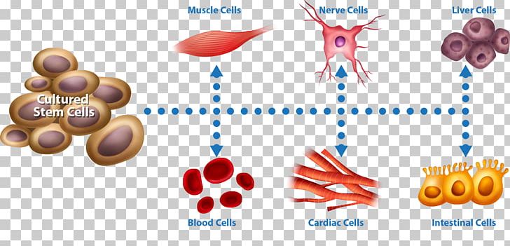 Cell Stem Cell Stem-cell Therapy Stem Cell Controversy PNG, Clipart, Adipocyte, Blood, Cell, Cell Potency, Cell Stem Cell Free PNG Download