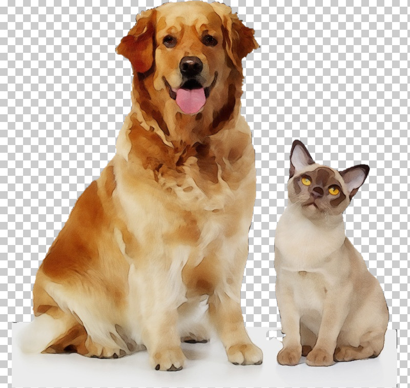 Dog Golden Retriever Companion Dog Cat Sporting Group PNG, Clipart, Cat, Companion Dog, Dog, Golden Retriever, Paint Free PNG Download