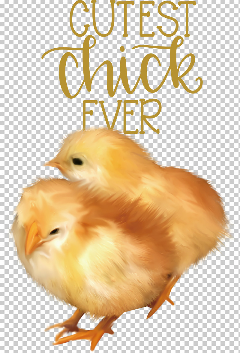 Happy Easter Cutest Chick Ever PNG, Clipart, Beak, Biology, Chicken, Happy Easter, Landfowl Free PNG Download