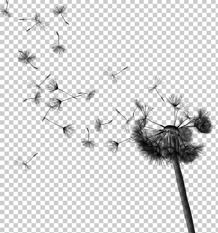 Common Dandelion Drawing Pissenlit PNG, Clipart, Art, Black And White, Botanical Illustration, Branch, Dandelion Free PNG Download