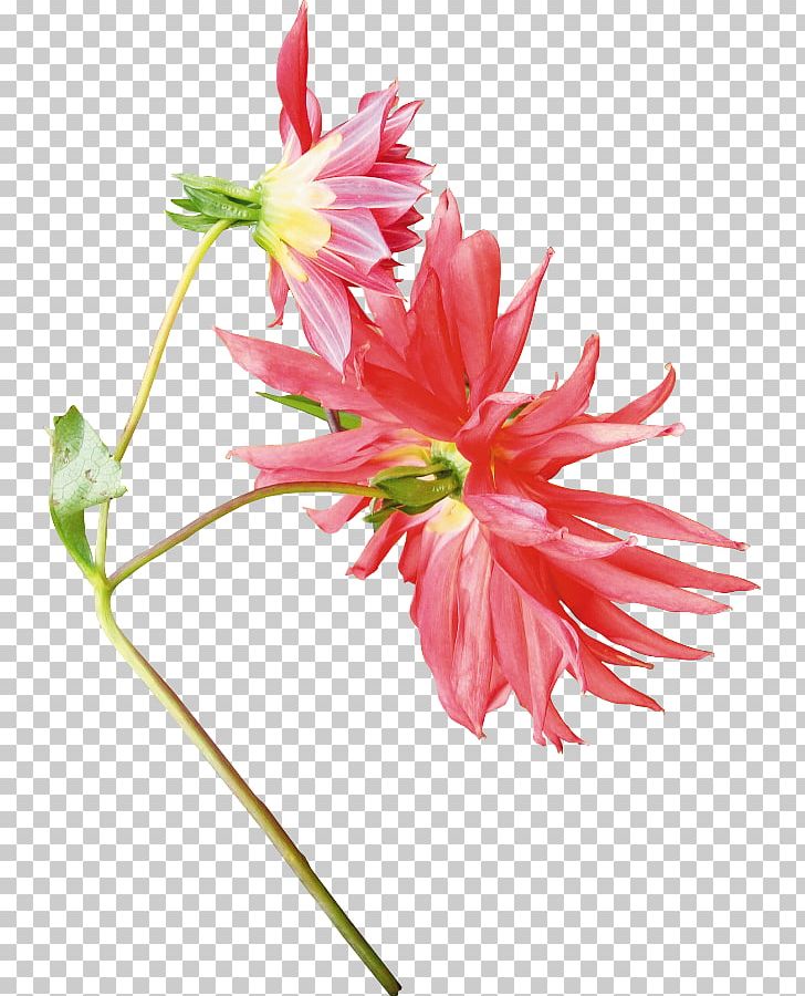 Cut Flowers Dahlia Plant Stem Petal PNG, Clipart, Author, Cut Flowers, Dahlia, Flora, Flower Free PNG Download