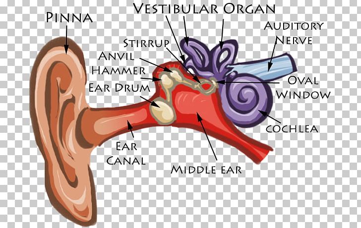Ear Anatomy Diagram Cochlea Eardrum PNG, Clipart, Anatomy, Cartoon, Cochlea, Diagram, Drawing Free PNG Download