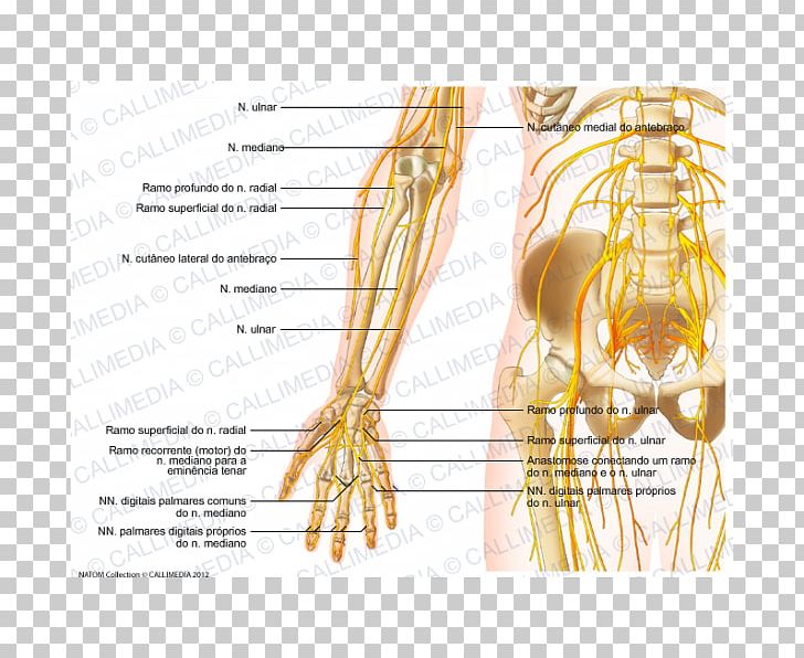 Forearm Nerve Human Anatomy Elbow PNG, Clipart, Anatomy, Arm, Coronal Plane, Diagram, Elbow Free PNG Download
