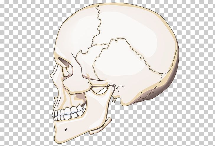 Nose Jaw Skull PNG, Clipart, Bone, Ear, Head, Hexamer, Jaw Free PNG Download
