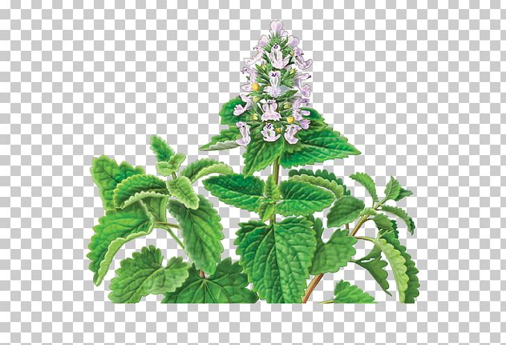 Catnip Herbal Tea PNG, Clipart, Animals, Cat, Catnip, Food, Herb Free PNG Download