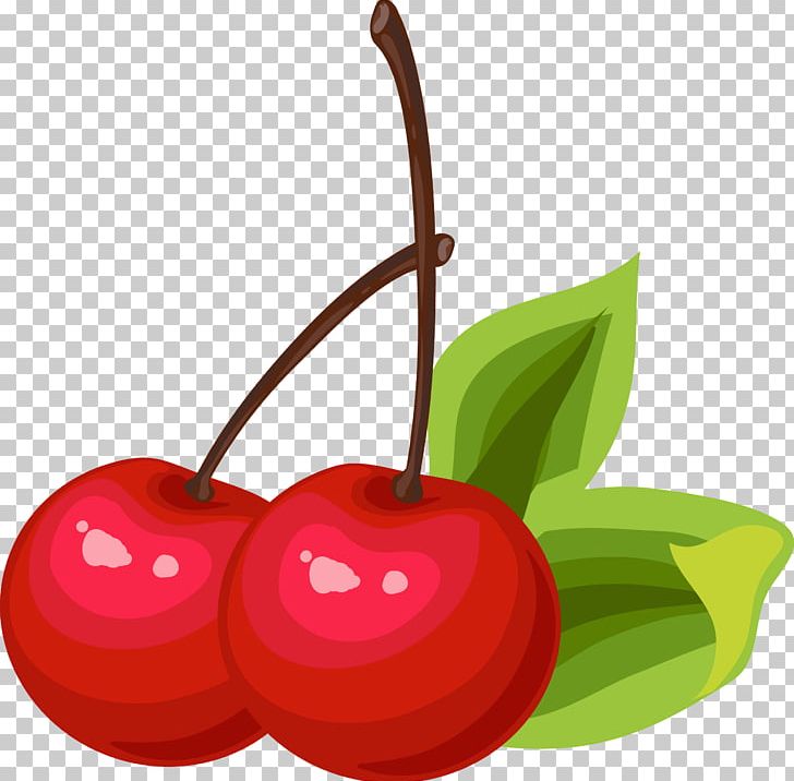 Cherry Euclidean PNG, Clipart, Apple, Cerasus, Cherry, Cherry Blossom, Cherry Blossoms Free PNG Download