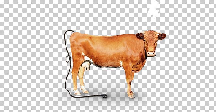 Dairy Cattle Calf Nelore Ox PNG, Clipart, Bull, Calf, Cattle, Cattle Like Mammal, Cow Goat Family Free PNG Download