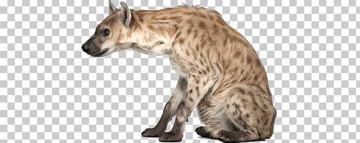 Hyena PNG, Clipart, Hyena Free PNG Download