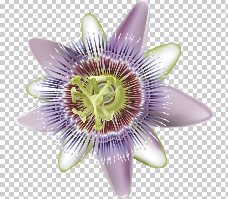 Purple Passionflower Giant Granadilla Nervous System Massage Therapy PNG, Clipart, Aloe Vera Gel, Cut Flowers, Drawing, Eczema, Flower Free PNG Download