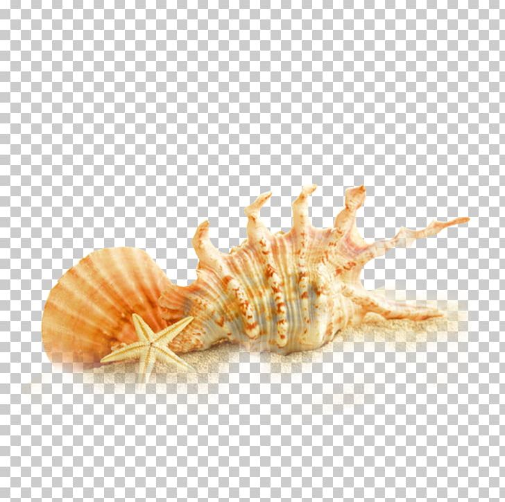 Seashell Sand Beach UXGA Quarter Video Graphics Array PNG, Clipart, 1610, Beach, Cartoon Conch, Conch, Conchology Free PNG Download