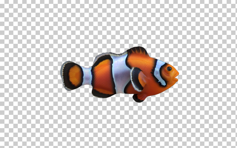 Fish Pomacentridae Anemone Fish Clownfish Fish PNG, Clipart, Anemone Fish, Aquarium Decor, Bonyfish, Clownfish, Fish Free PNG Download
