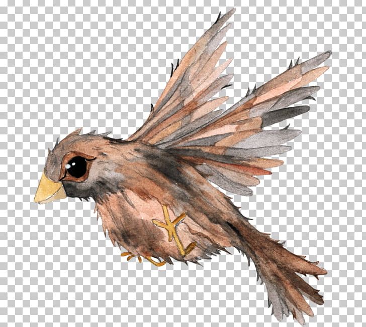 Bird Painting PNG, Clipart, Animals, Beak, Bird, Birdandflower Painting, Bird Of Prey Free PNG Download