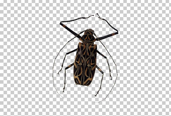Clipping Path PNG, Clipart, Animals, Arthropod, Bee, Beetle, Creative Ads Free PNG Download